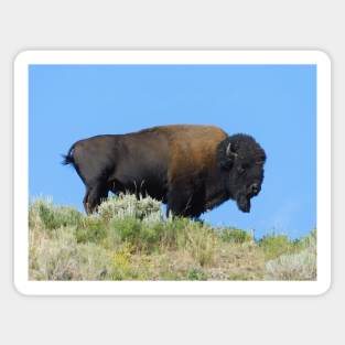 Bison on a hill at Yellowstone National Park Magnet